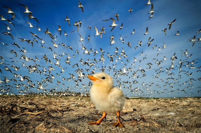 National Geographic Photo Contest 2012