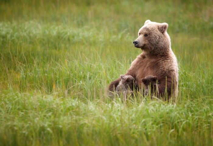 National Geographic Photo Contest 2012