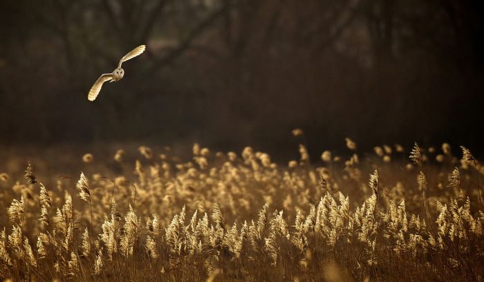 National Geographic Photo Contest 2012