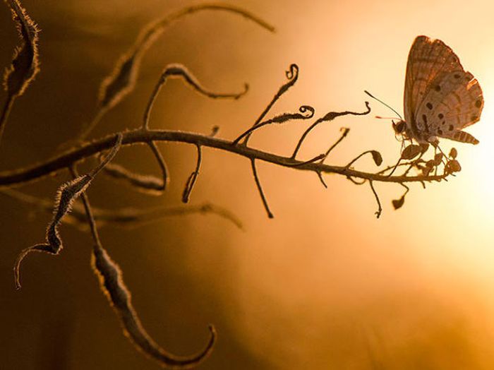 National Geographic Photo Contest 2012