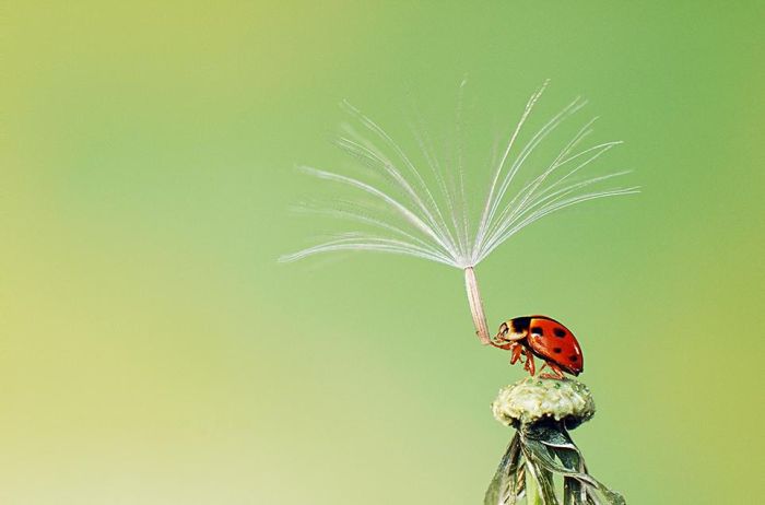 Smithsonian magazine photo contest 2012