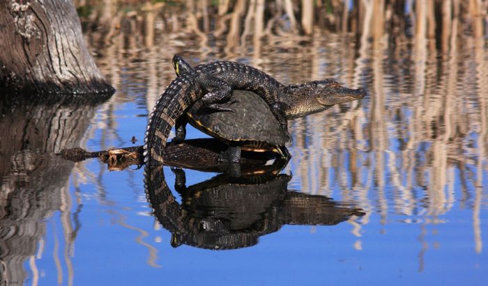 National Geographic traveler photo contest 2013