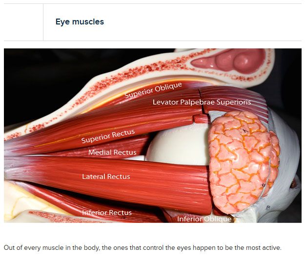 interesting facts about eyes