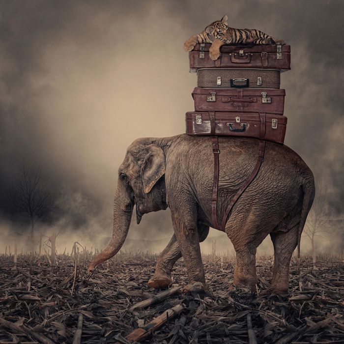 Photo manipulation by Caras Ionut