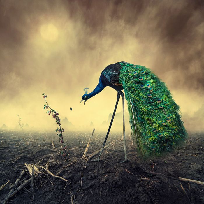 Photo manipulation by Caras Ionut