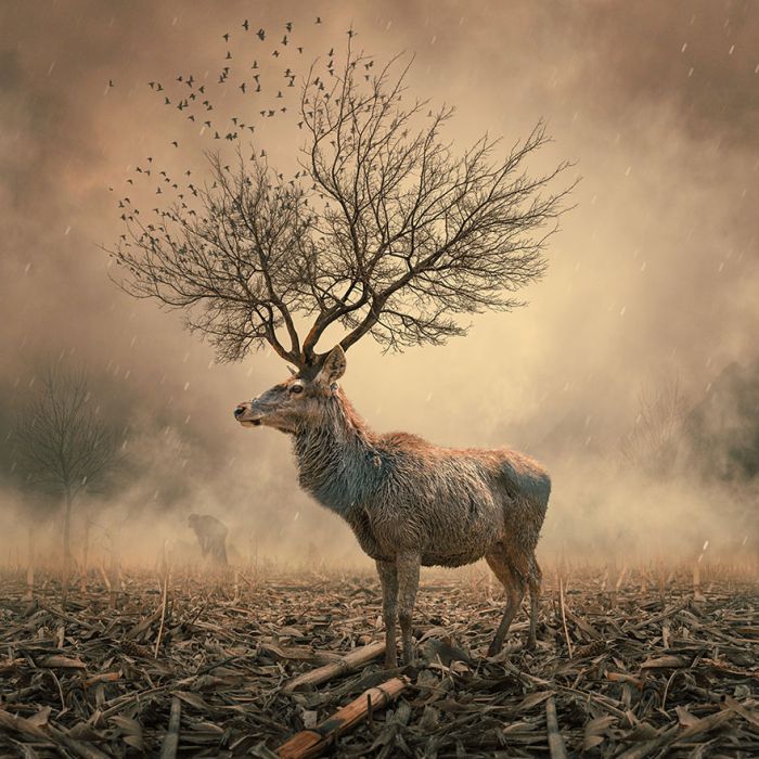 Photo manipulation by Caras Ionut