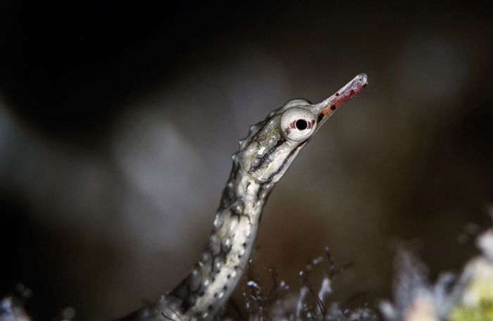 National Geographic Photo Contest 2013