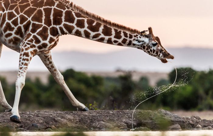 National Geographic Photo Contest 2013