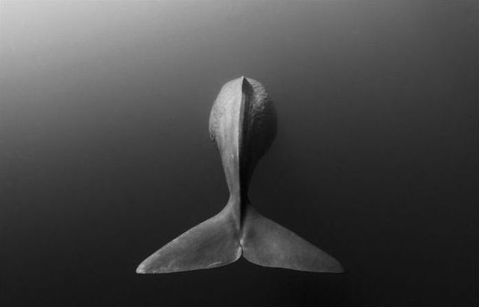 National Geographic Photo Contest 2013