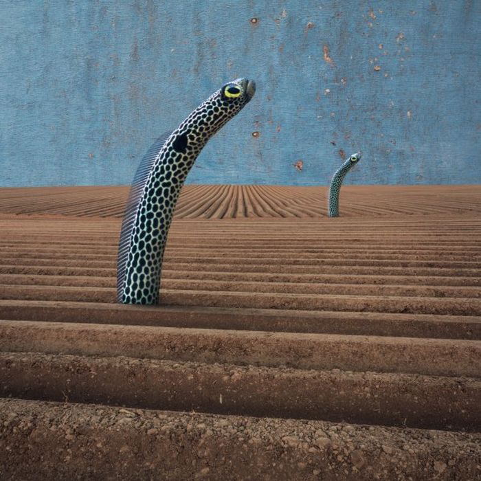 Surreal photography manipulations by Dariusz Klimczak