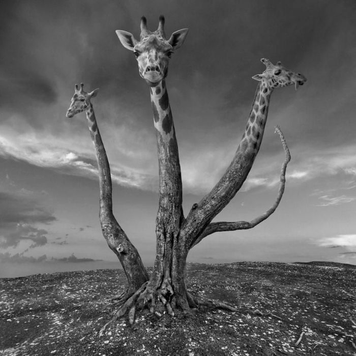 Surreal photography manipulations by Dariusz Klimczak