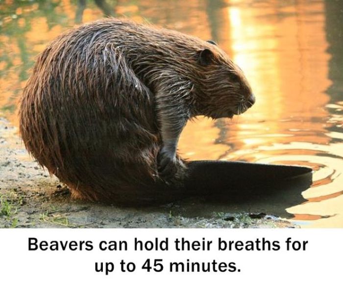 interesting facts