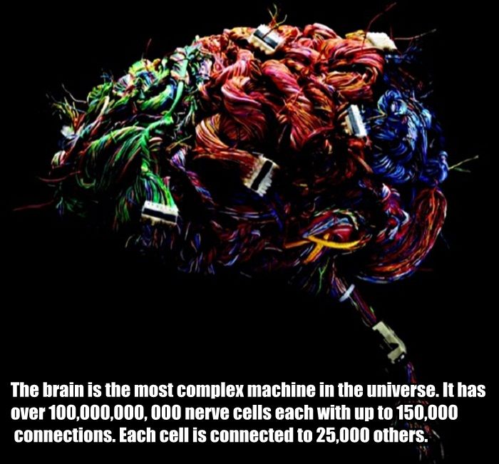 interesting facts about brain