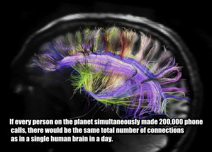 interesting facts about brain