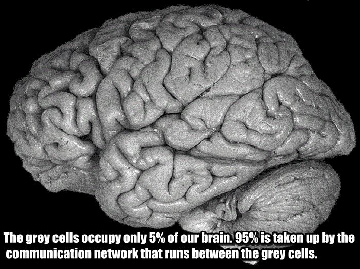 interesting facts about brain