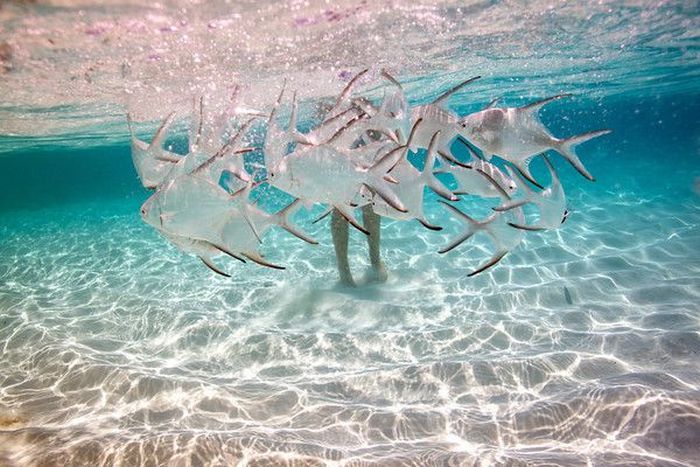 underwater girl portrait