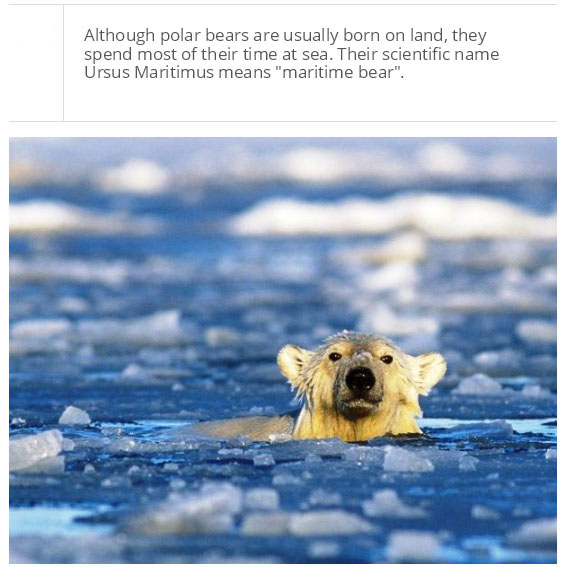 interesting facts about polar bear