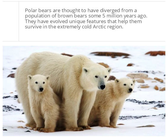 interesting facts about polar bear