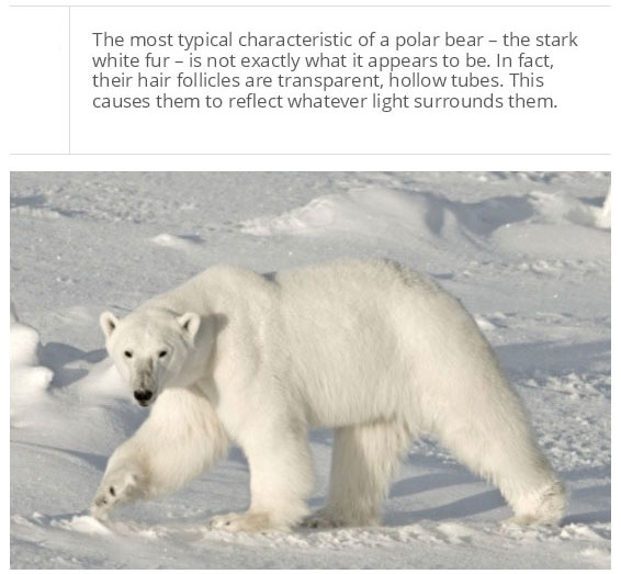 interesting facts about polar bear