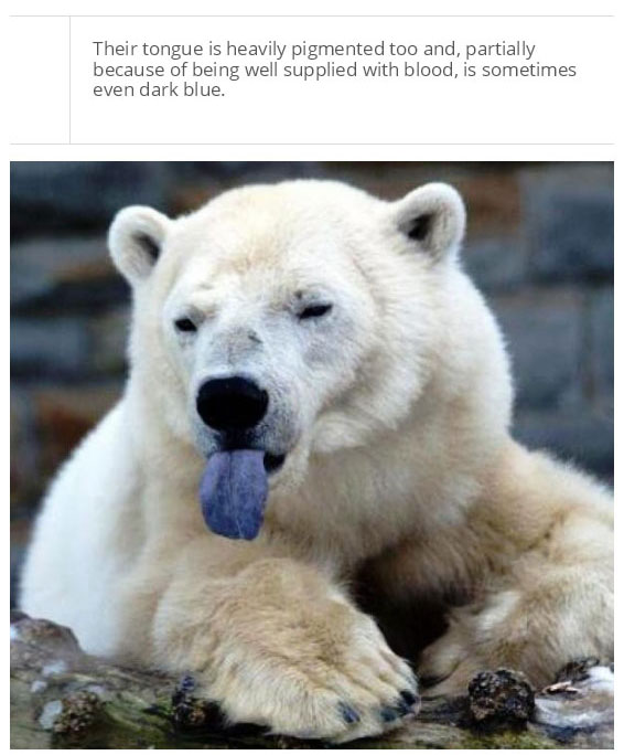 interesting facts about polar bear