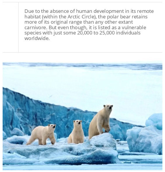 interesting facts about polar bear