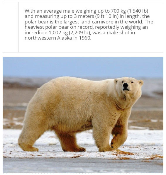 interesting facts about polar bear