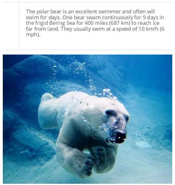 interesting facts about polar bear