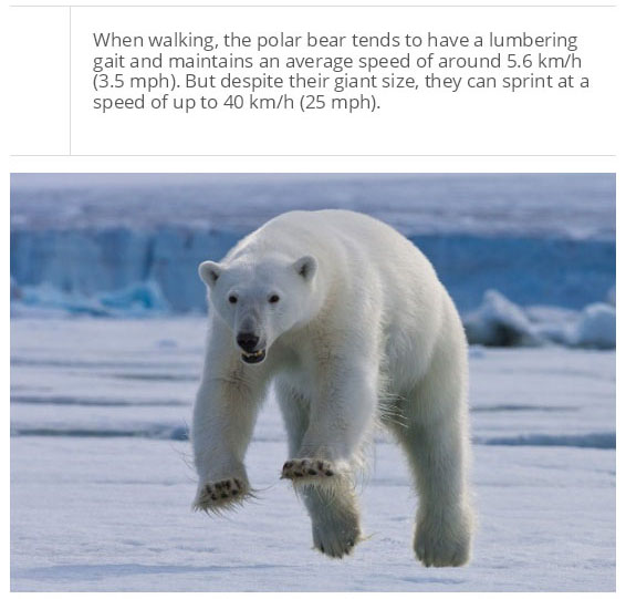 interesting facts about polar bear