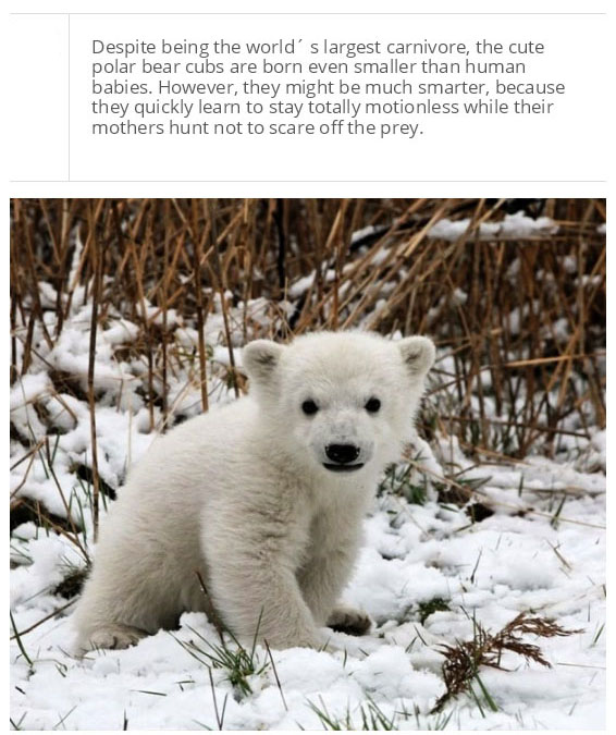 interesting facts about polar bear