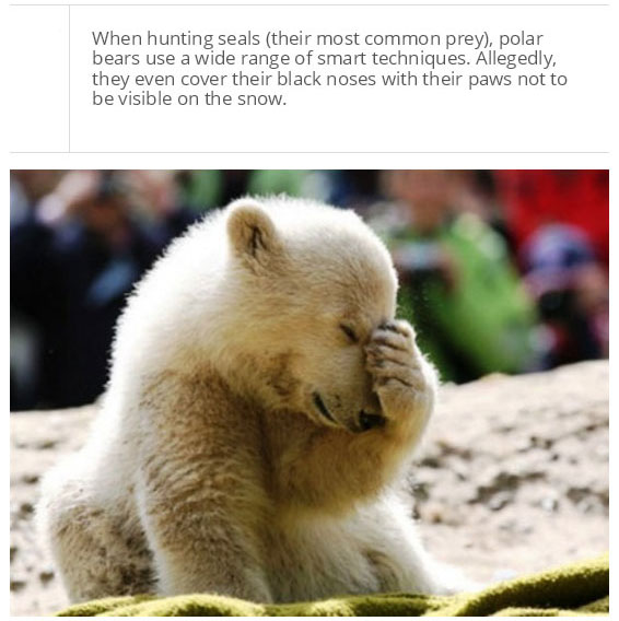 interesting facts about polar bear