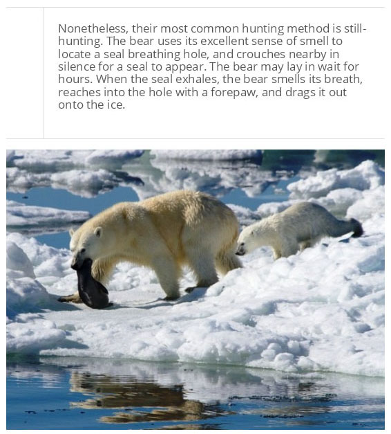 interesting facts about polar bear
