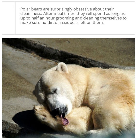 interesting facts about polar bear