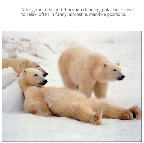 interesting facts about polar bear