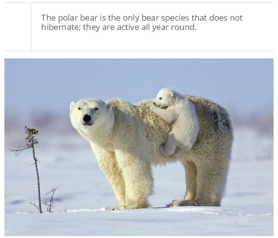 interesting facts about polar bear