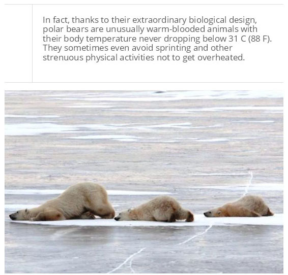 interesting facts about polar bear