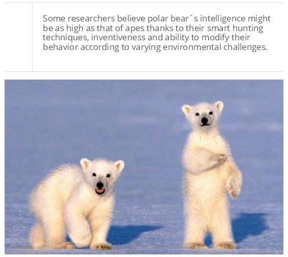 interesting facts about polar bear