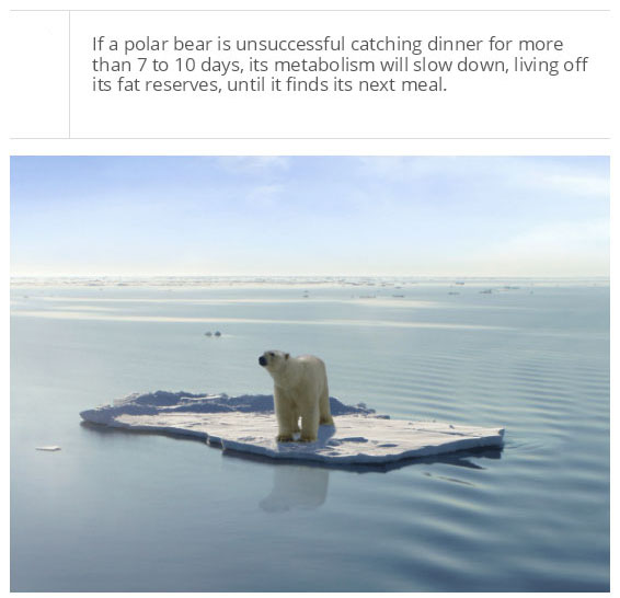 interesting facts about polar bear