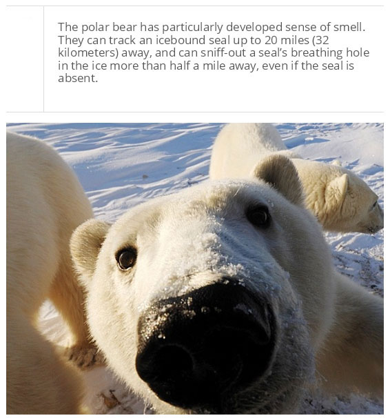 interesting facts about polar bear