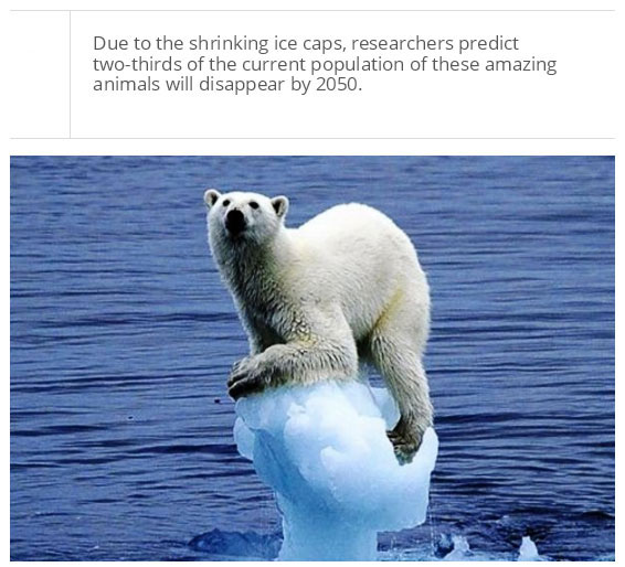 interesting facts about polar bear