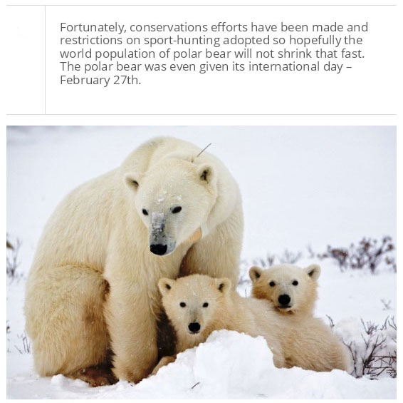 interesting facts about polar bear