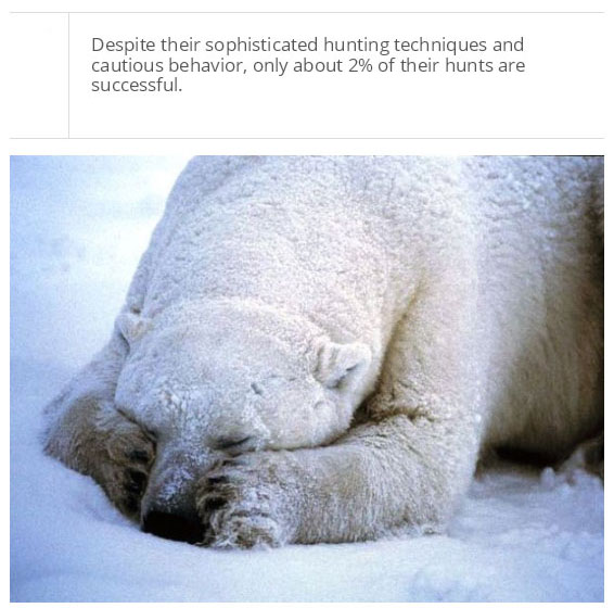 interesting facts about polar bear