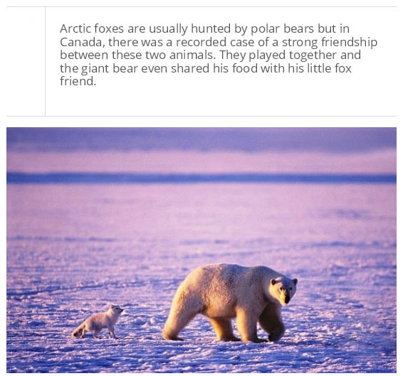 interesting facts about polar bear