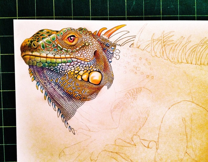 Iguana ink drawing by Timothy James Jeffs