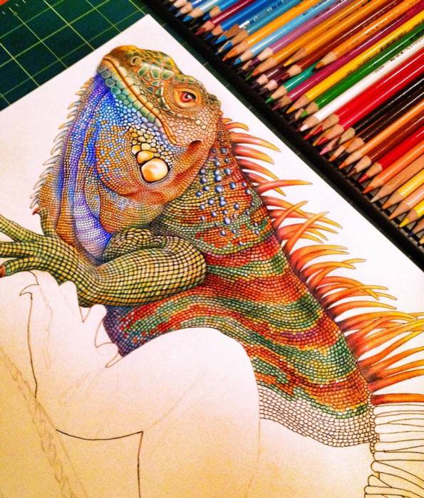 Iguana ink drawing by Timothy James Jeffs