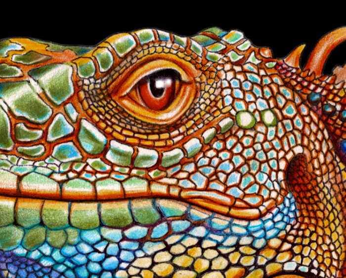 Iguana ink drawing by Timothy James Jeffs