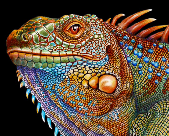 Iguana ink drawing by Timothy James Jeffs