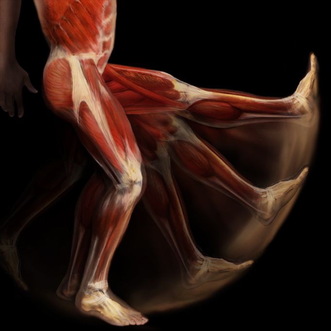 Body Voyage: A 3D Tour of a Real Human Body by Alexander Tsiaras