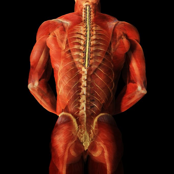 Body Voyage: A 3D Tour of a Real Human Body by Alexander Tsiaras