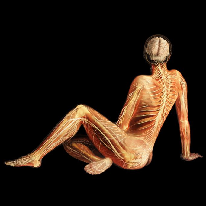 Body Voyage: A 3D Tour of a Real Human Body by Alexander Tsiaras