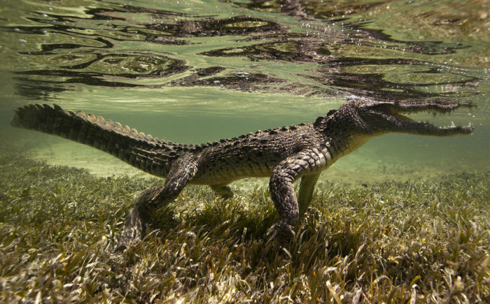 Underwater photography by Jorge Cervera Hauser